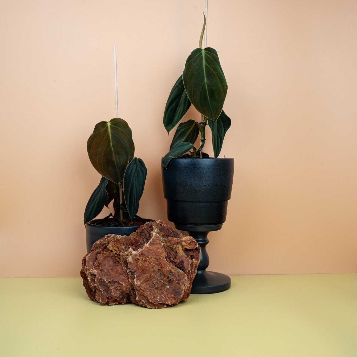 PHILODENDRON GIGAS online kaufen bei potflourri