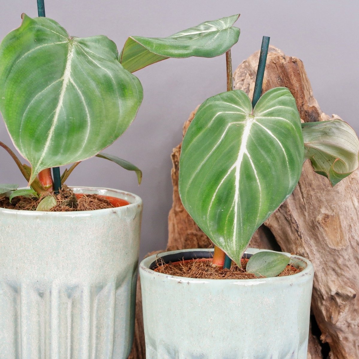 PHILODENDRON GLORIOSUM DARKFORM online bestellen bei potflourri