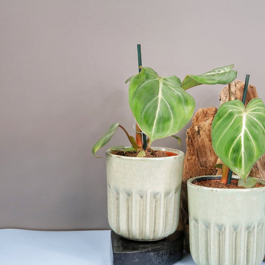 PHILODENDRON GLORIOSUM DARKFORM online bestellen bei potflourri