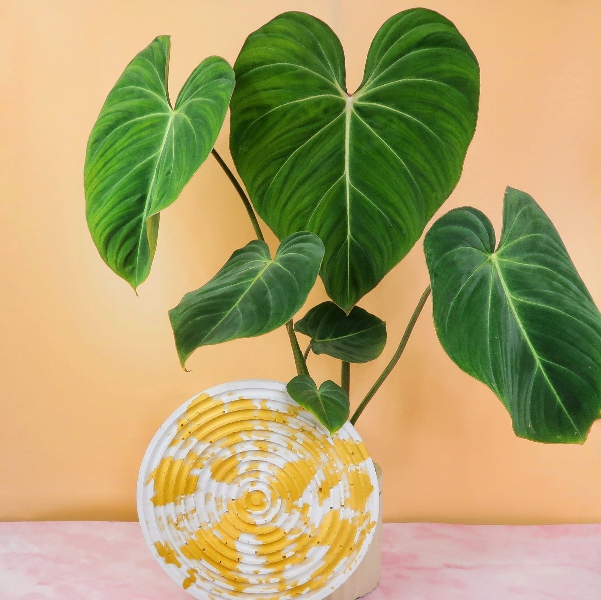 PHILODENDRON GLORIOSUM online kaufen bei potflourri