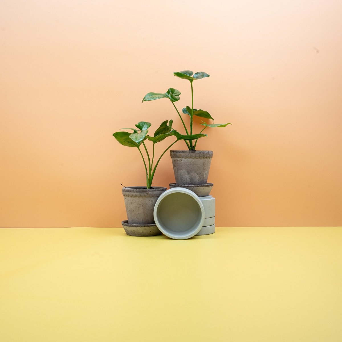 philodendron goeldii kaufen PHILODENDRON GOELDII online kaufen bei potflourri