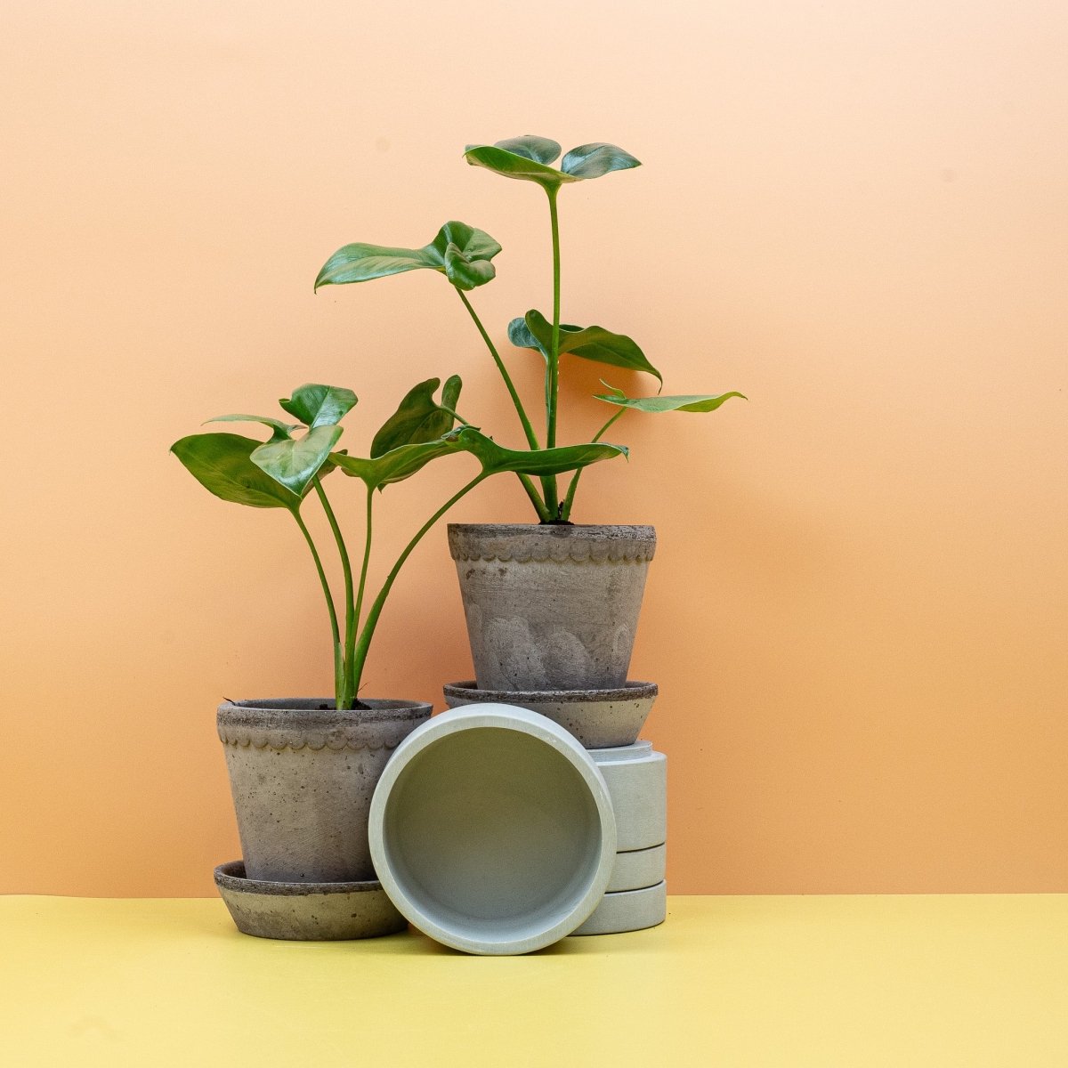 PHILODENDRON GOELDII online bestellen bei potflourri