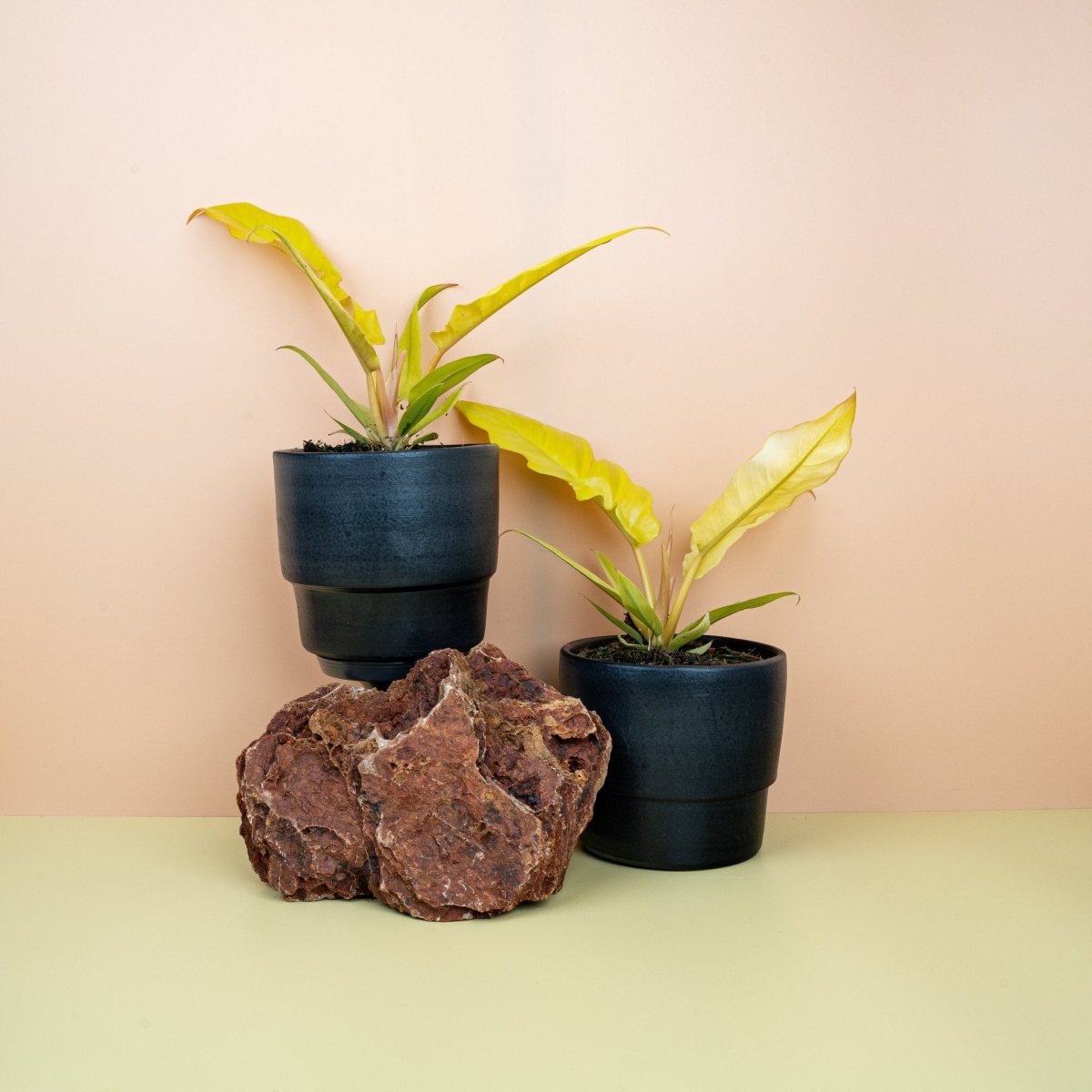 PHILODENDRON GOLDEN SAW online kaufen bei potflourri