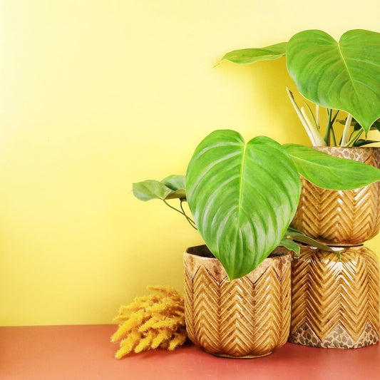 PHILODENDRON GRANDIPES online bestellen bei potflourri