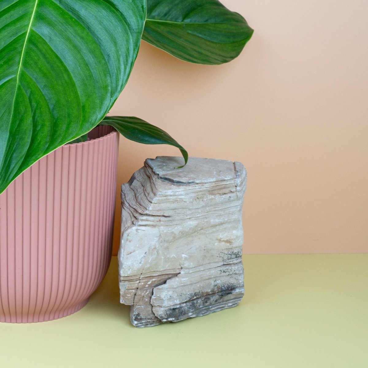 PHILODENDRON GRANDIPES online bestellen bei potflourri