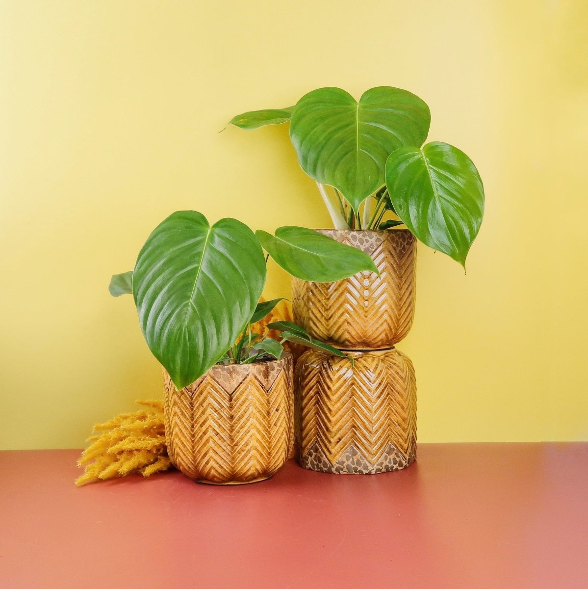 philodendron klein PHILODENDRON NARROW online kaufen bei potflourri main image 0