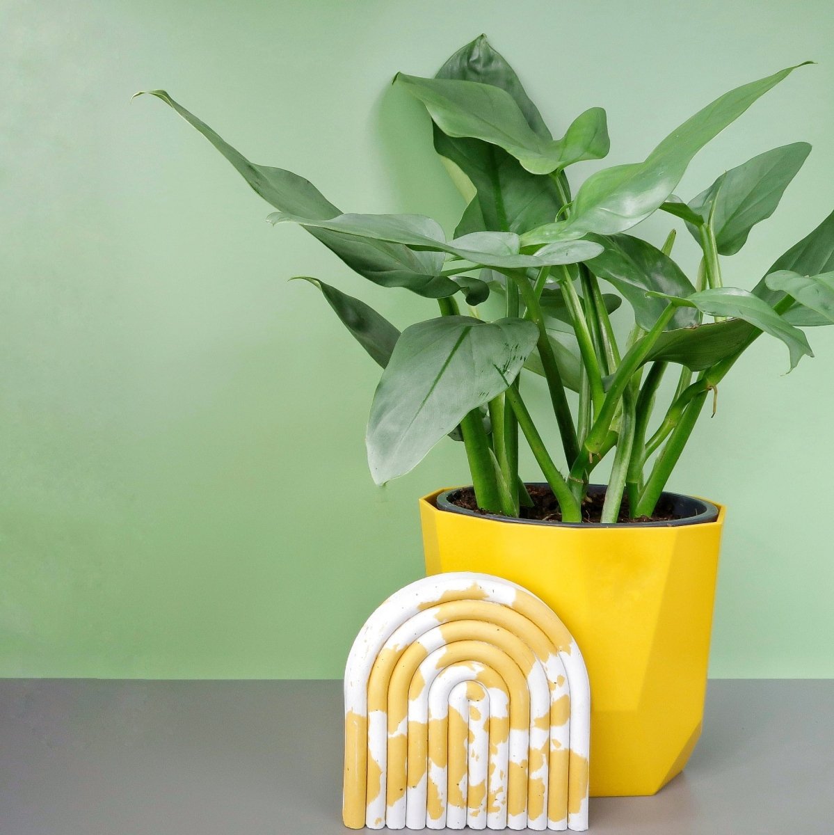 PHILODENDRON HASTUM SILVER SWORD online bestellen bei potflourri
