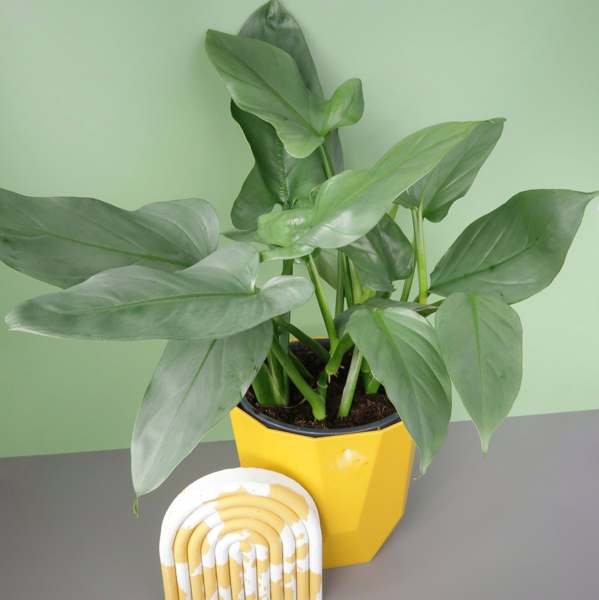 PHILODENDRON HASTUM SILVER SWORD online bestellen bei potflourri
