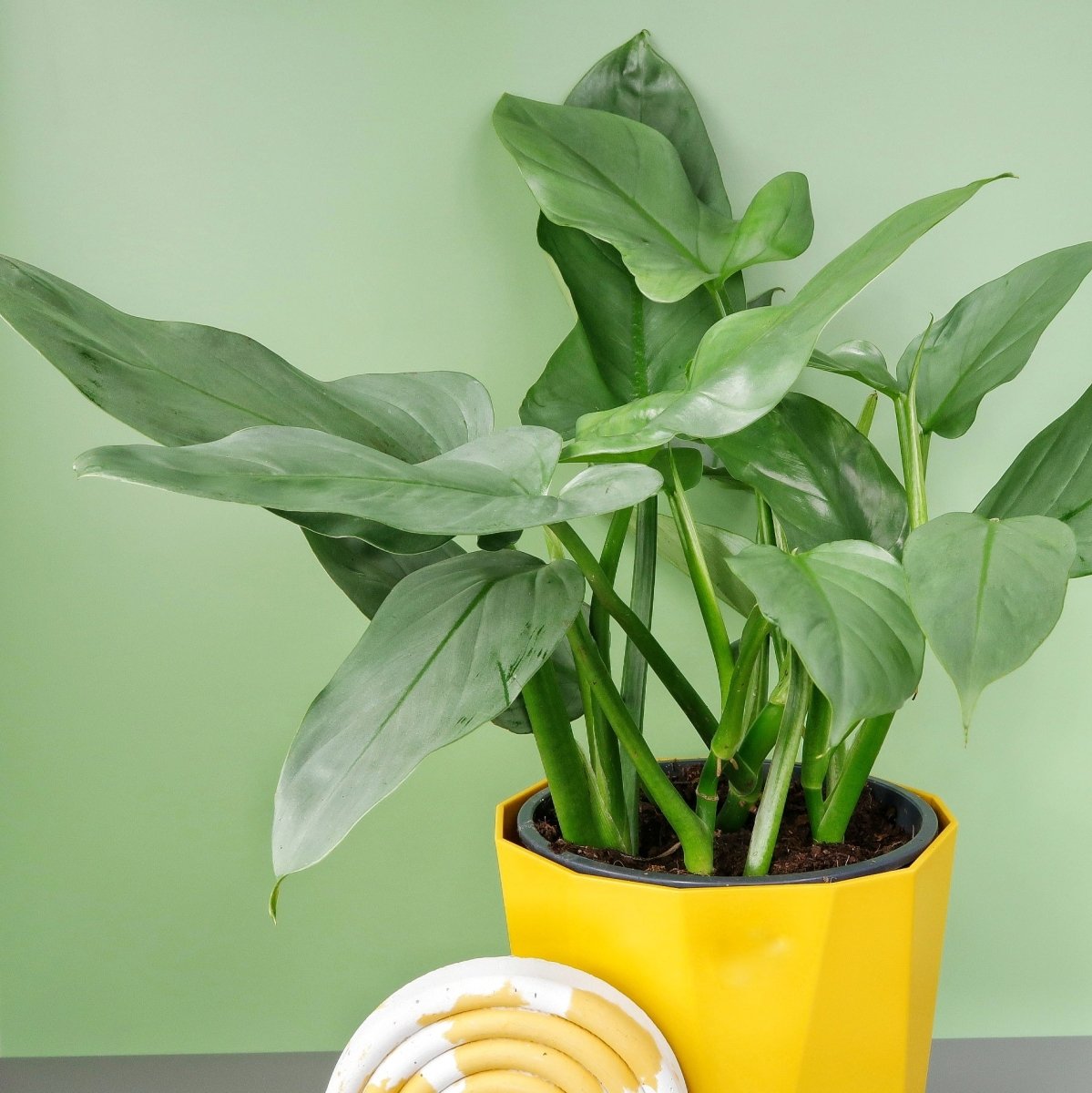 PHILODENDRON HASTUM SILVER SWORD online bestellen bei potflourri
