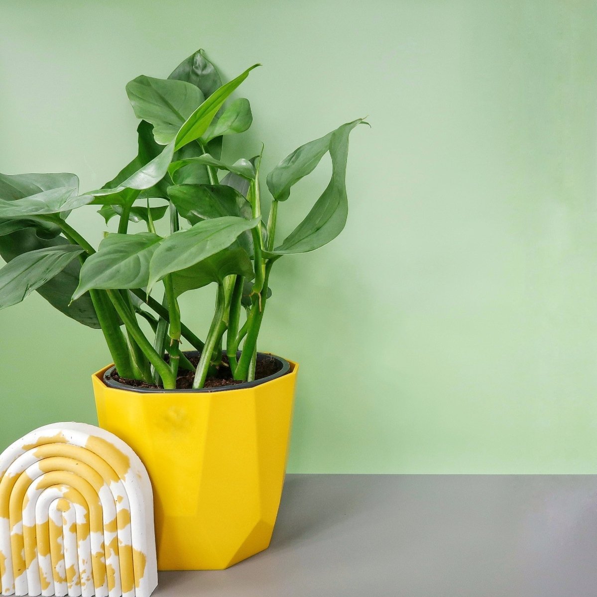 PHILODENDRON HASTUM SILVER SWORD online bestellen bei potflourri