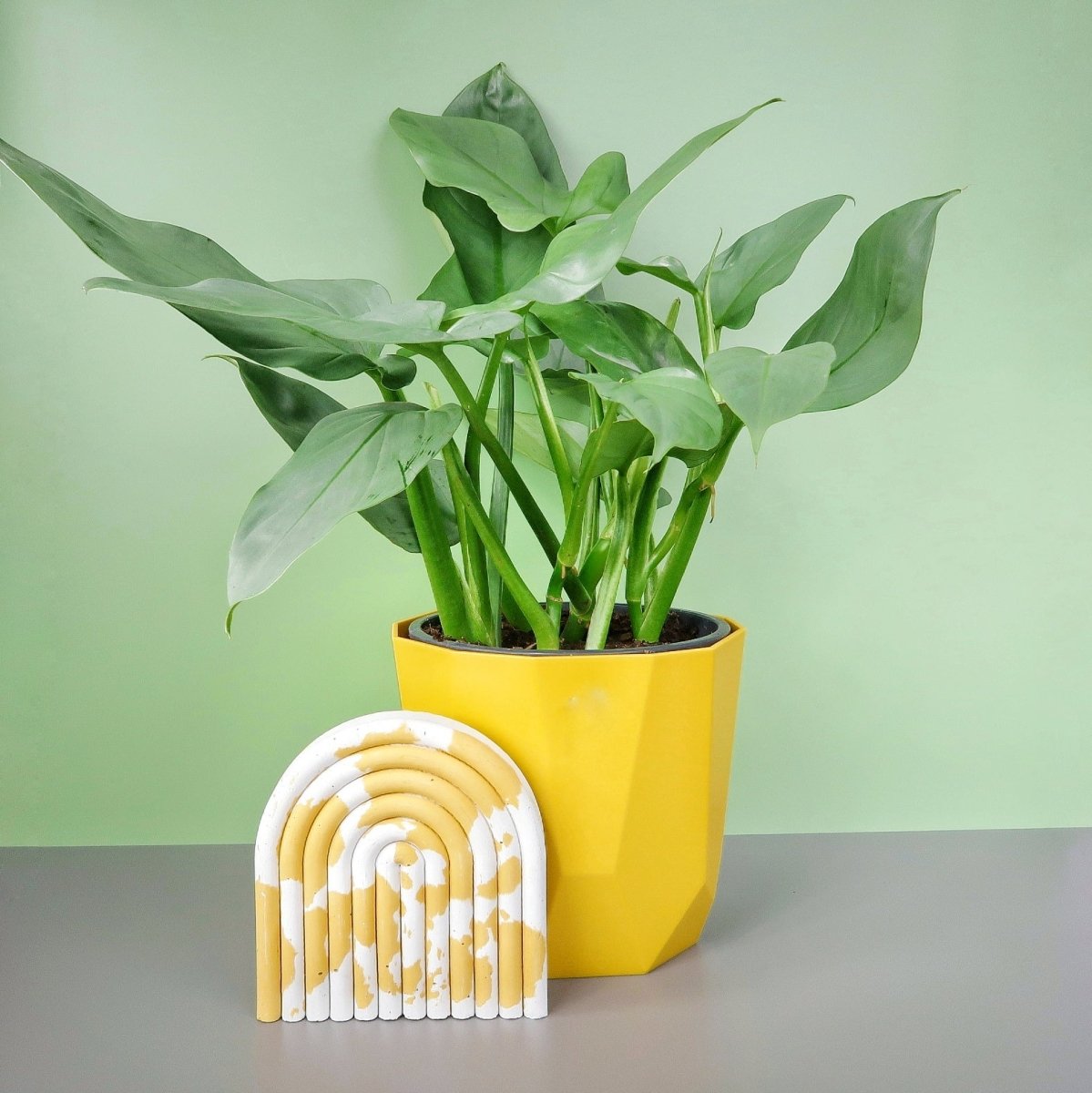 PHILODENDRON HASTUM SILVER SWORD kaufen bei potflourri