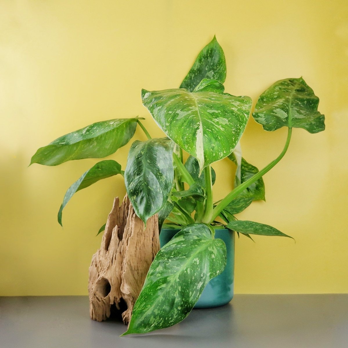 pothos pflanze kaufen PHILODENDRON JOSE BUONO online kaufen bei potflourri