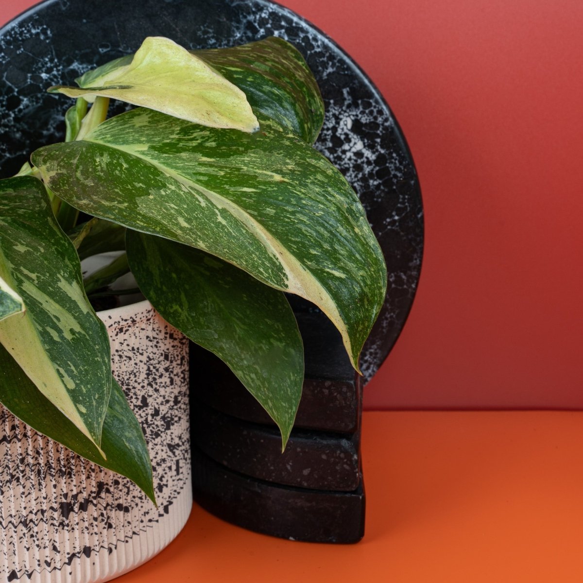 PHILODENDRON JOSE BUONO online bestellen bei potflourri