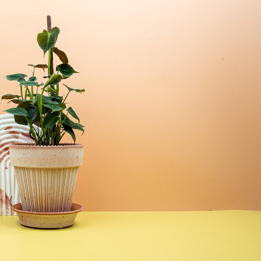 PHILODENDRON LUPINUM online bestellen bei potflourri