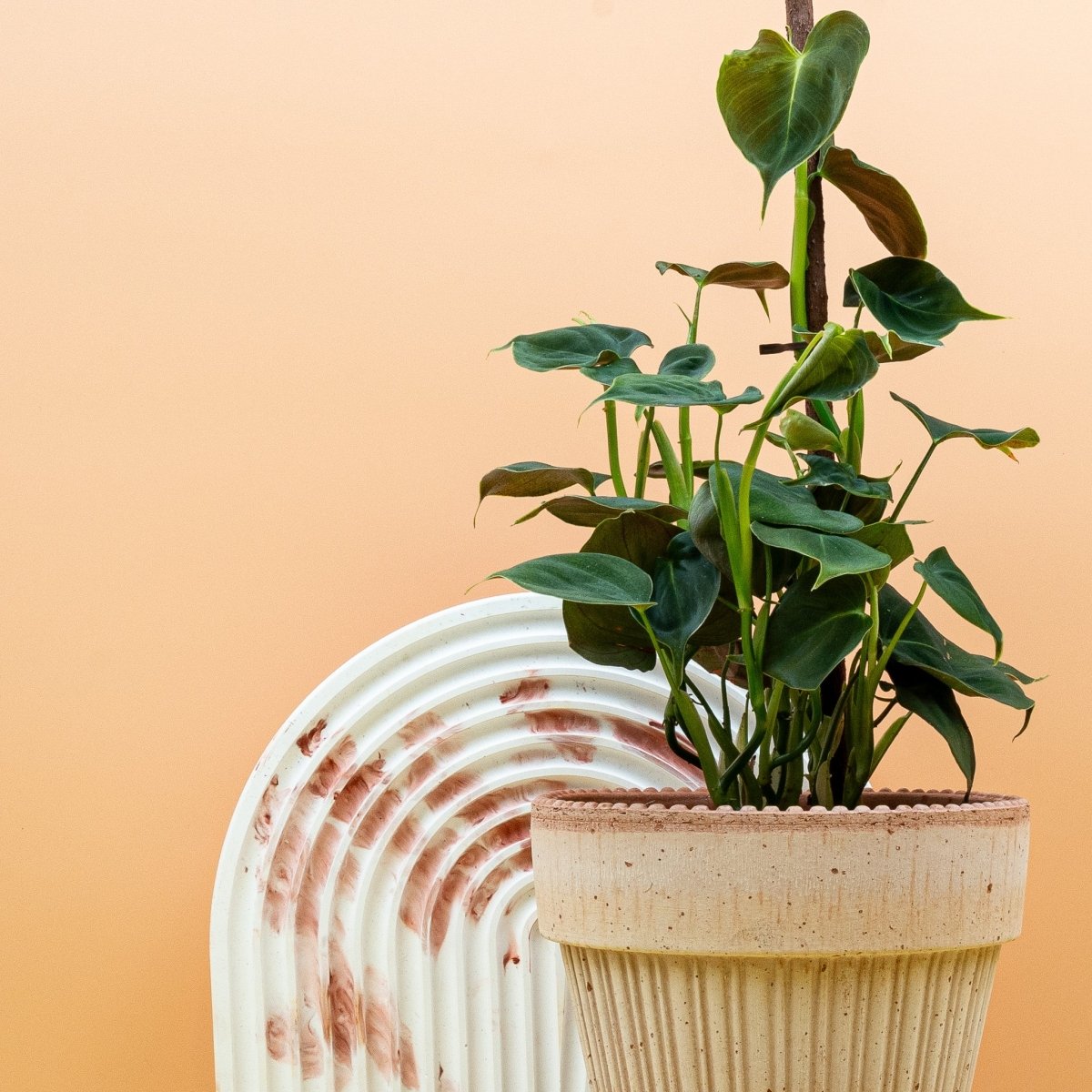 PHILODENDRON LUPINUM online bestellen bei potflourri