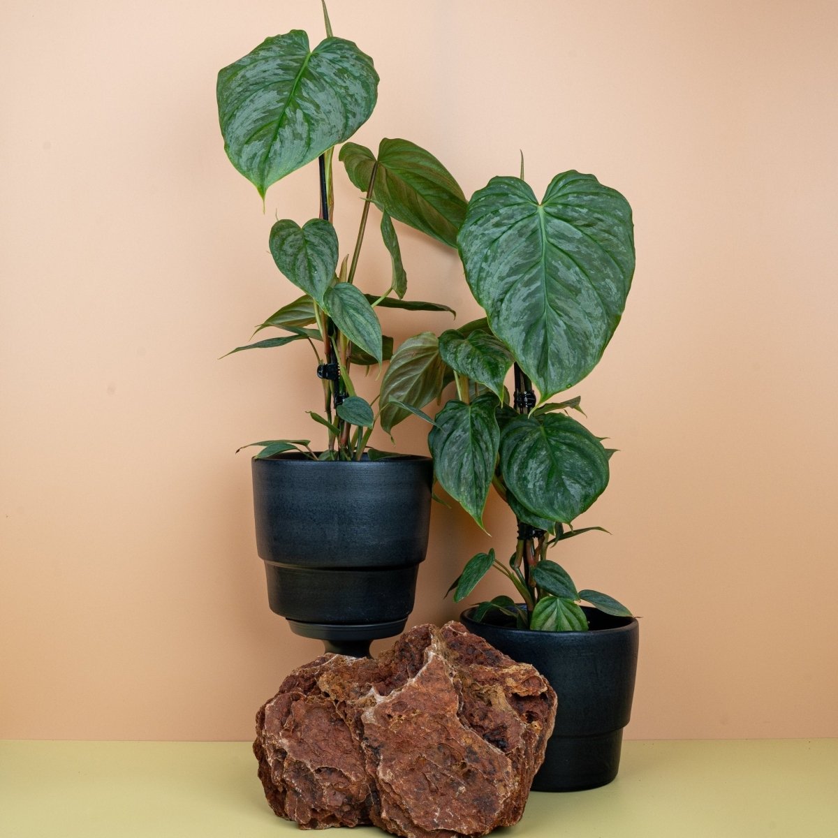 PHILODENDRON MAJESTIC online kaufen bei potflourri