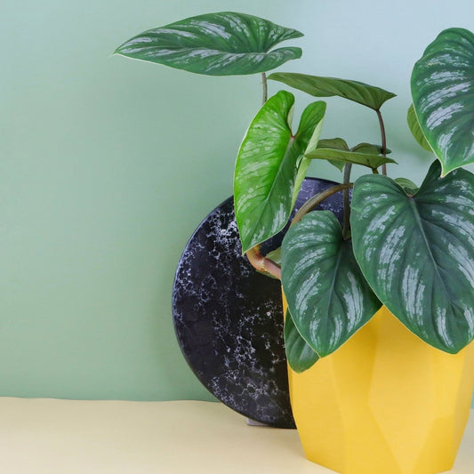PHILODENDRON MAMEI online bestellen bei potflourri