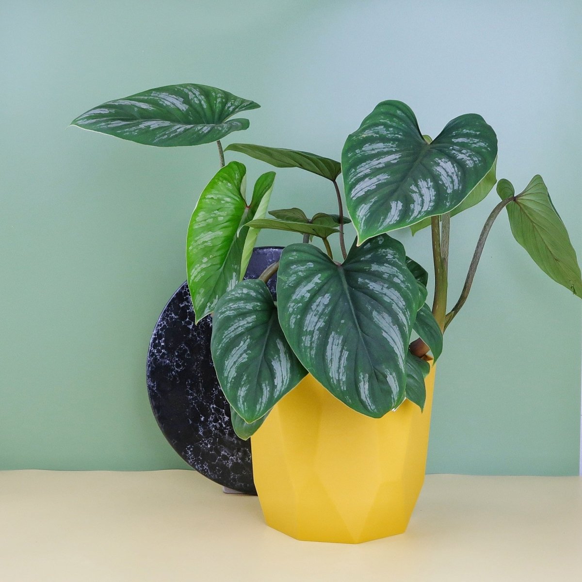 philodendron mamei pflege PHILODENDRON MAMEI online kaufen bei potflourri