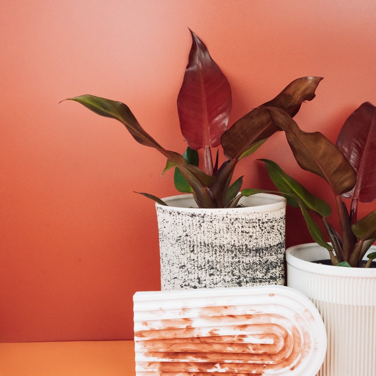 PHILODENDRON MCCOLLEYS FINALE online bestellen bei potflourri