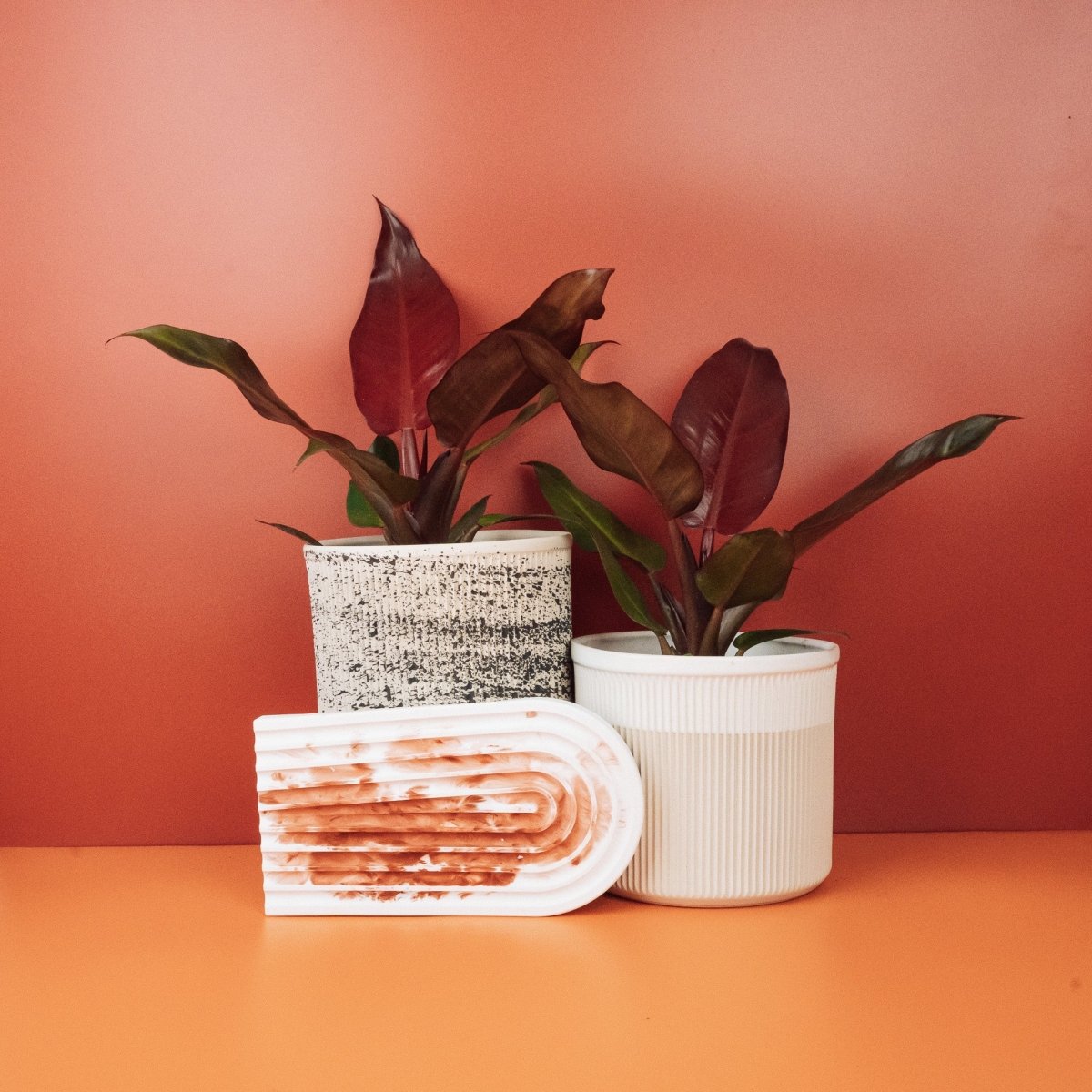 PHILODENDRON MCCOLLEYS FINALE online bestellen bei potflourri