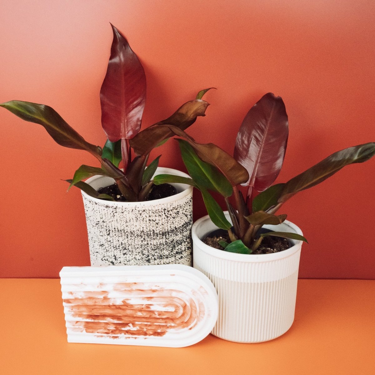 PHILODENDRON MCCOLLEYS FINALE online bestellen bei potflourri