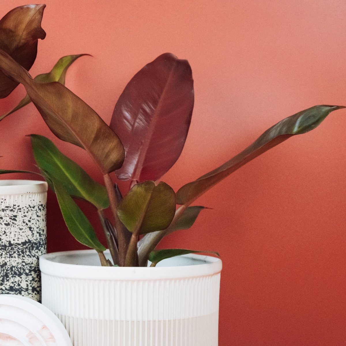 PHILODENDRON MCCOLLEYS FINALE online bestellen bei potflourri