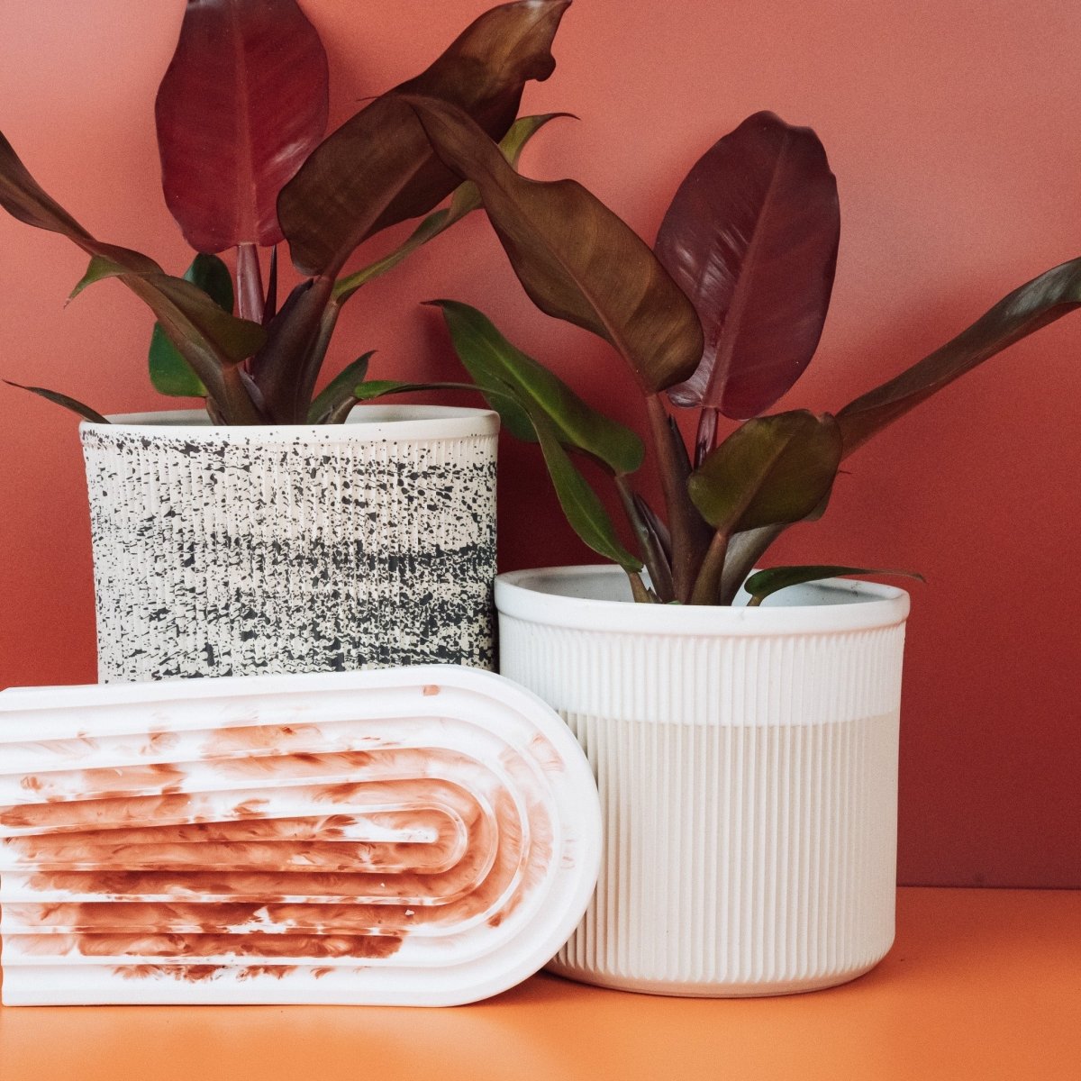 PHILODENDRON MCCOLLEYS FINALE online bestellen bei potflourri