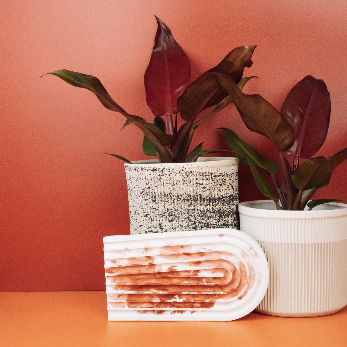 PHILODENDRON MCCOLLEYS FINALE online bestellen bei potflourri