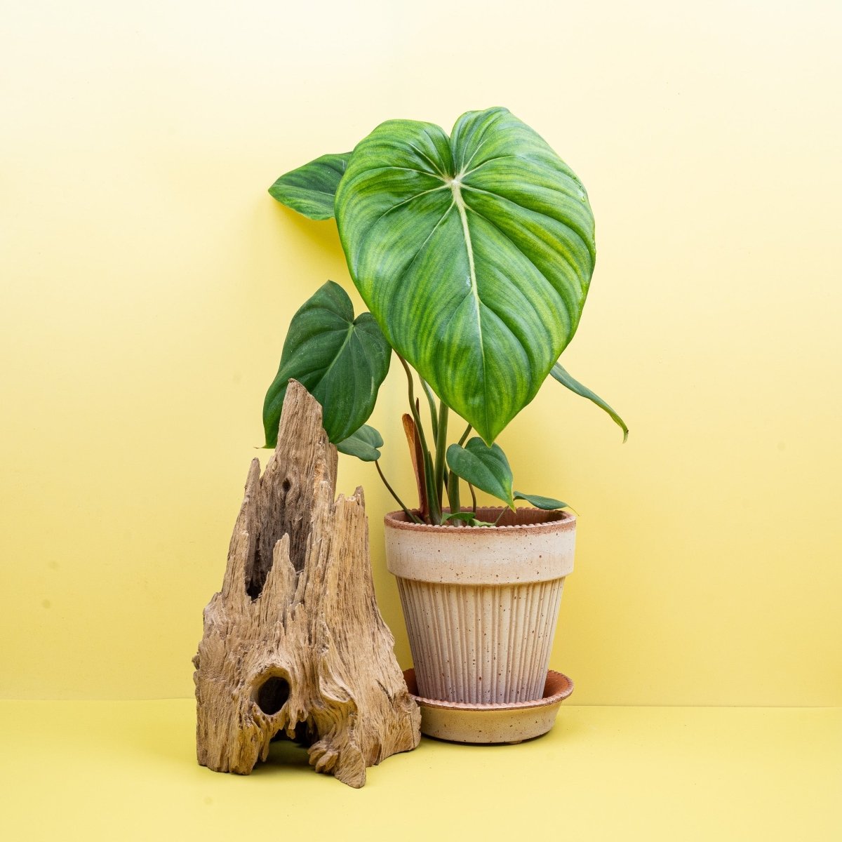 PHILODENDRON MCDOWELL online kaufen bei potflourri