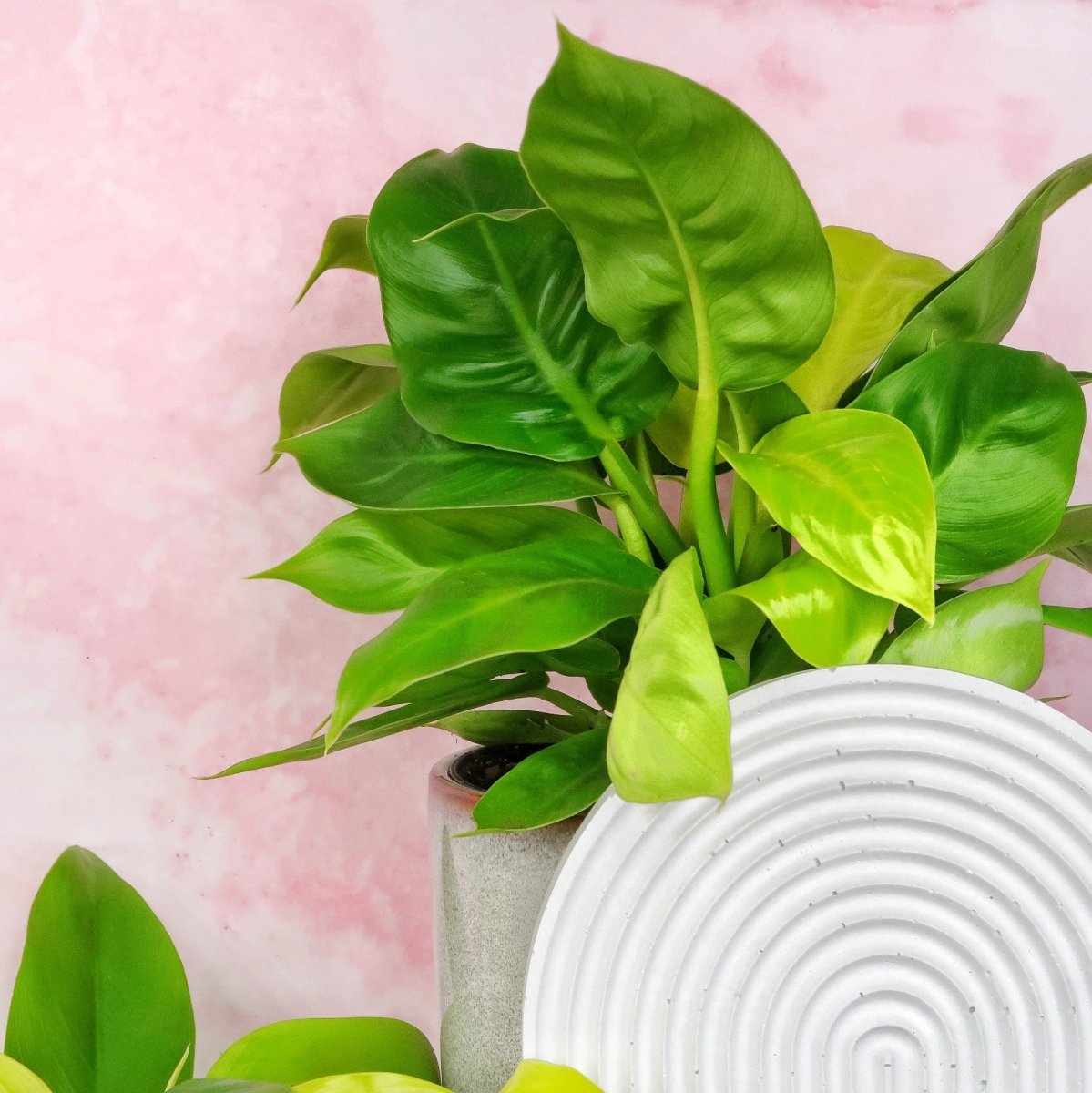 PHILODENDRON MOONLIGHT online bestellen bei potflourri