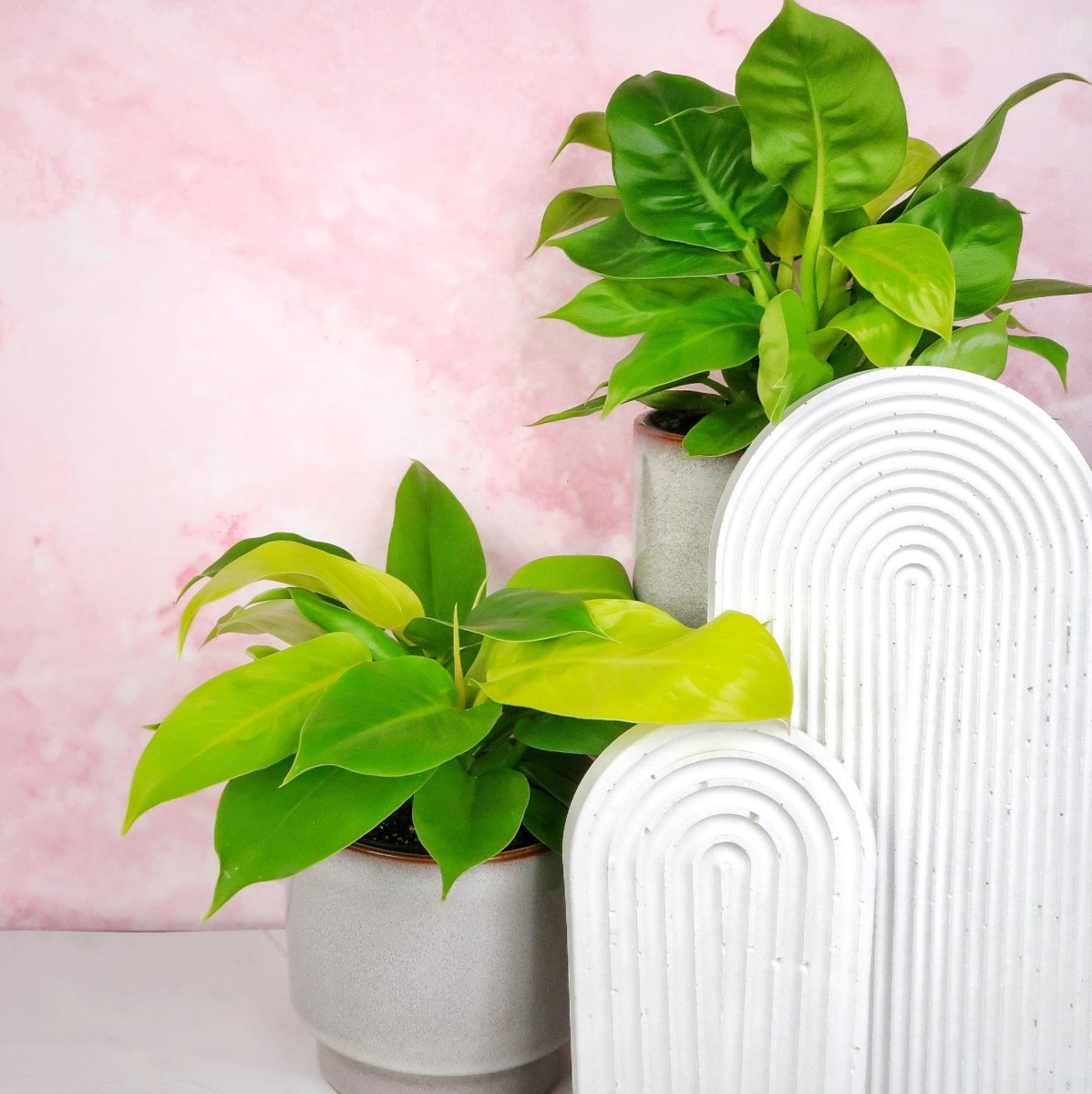 PHILODENDRON MOONLIGHT online bestellen bei potflourri