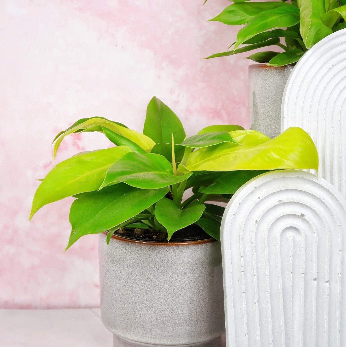 PHILODENDRON MOONLIGHT online bestellen bei potflourri