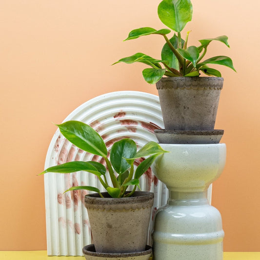 Philodendron Moonlight – Zimmerpflanze mit neongelben Jungblättern – potflourri