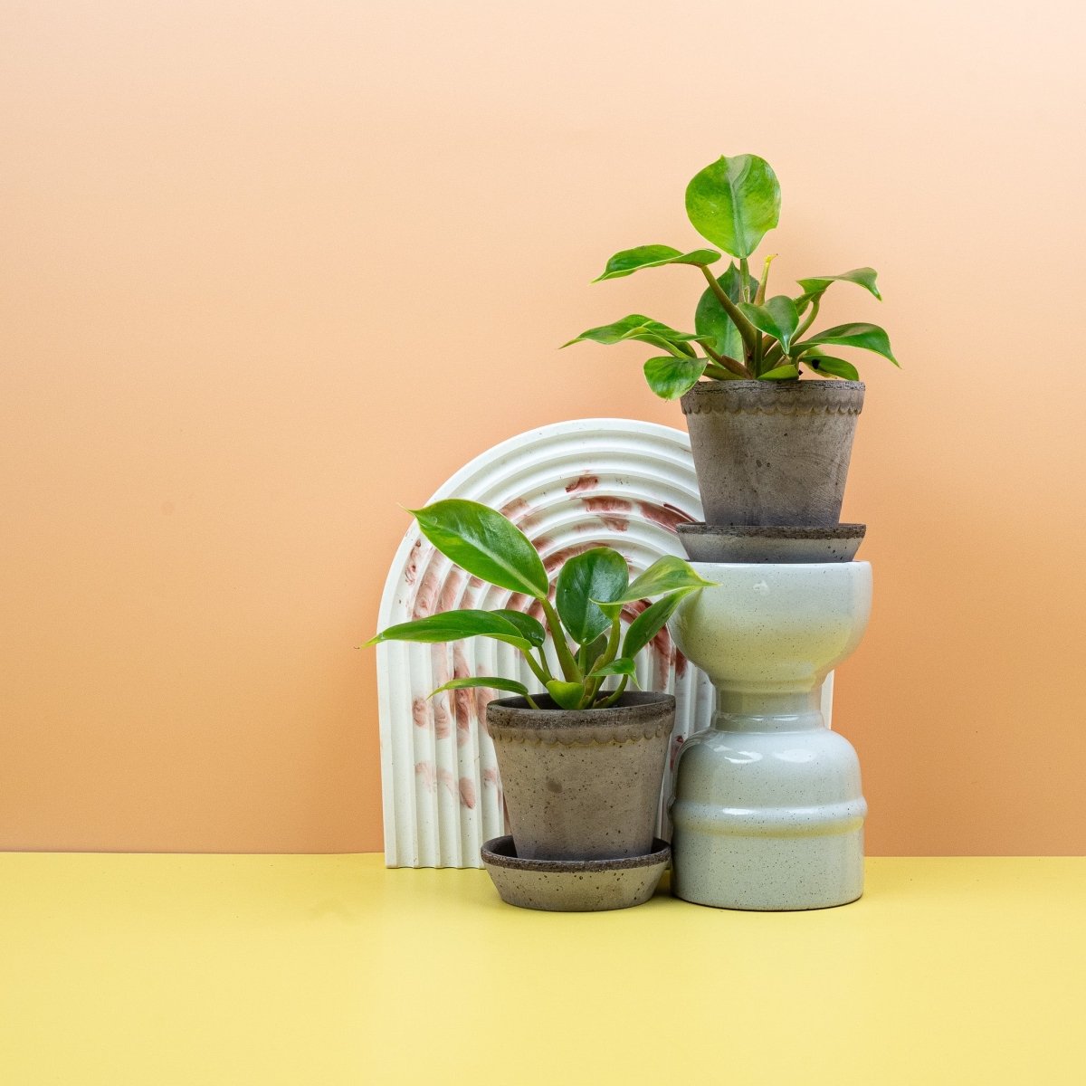 PHILODENDRON MOONLIGHT online bestellen bei potflourri
