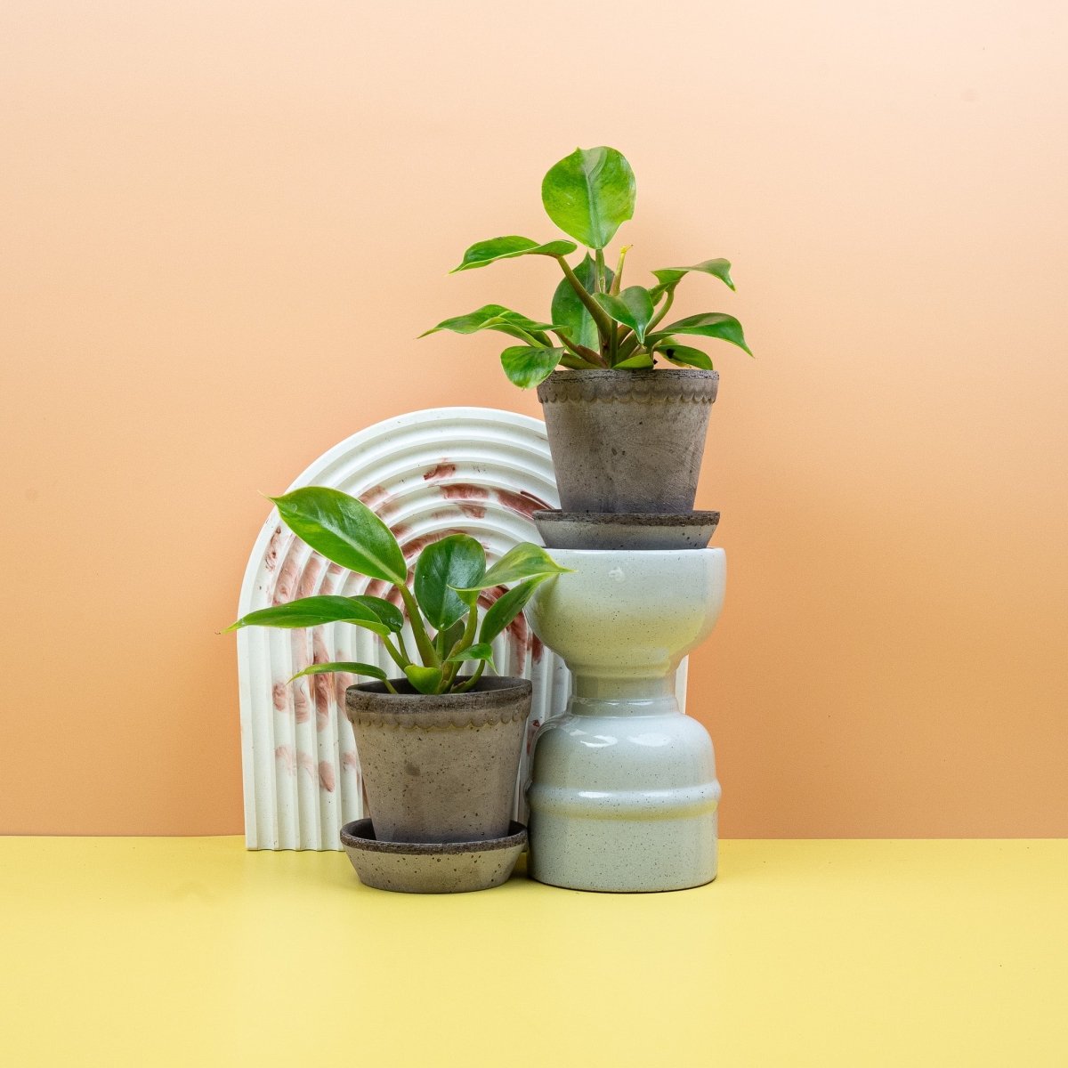 PHILODENDRON MOONLIGHT online bestellen bei potflourri