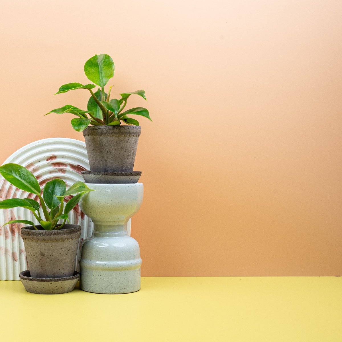 PHILODENDRON MOONLIGHT online bestellen bei potflourri
