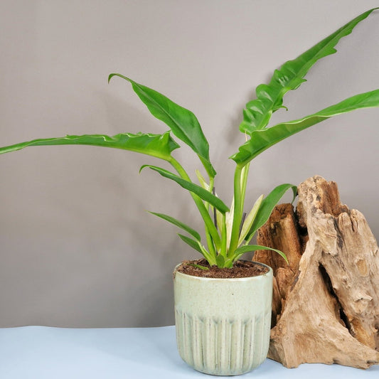 Philodendron Narrow – Zimmerpflanze mit schmalen Blättern – potflourri
