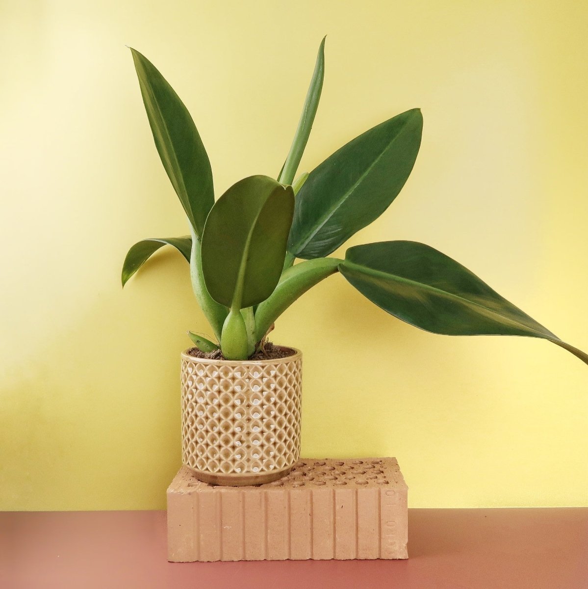 PHILODENDRON PACOVA online kaufen bei potflourri