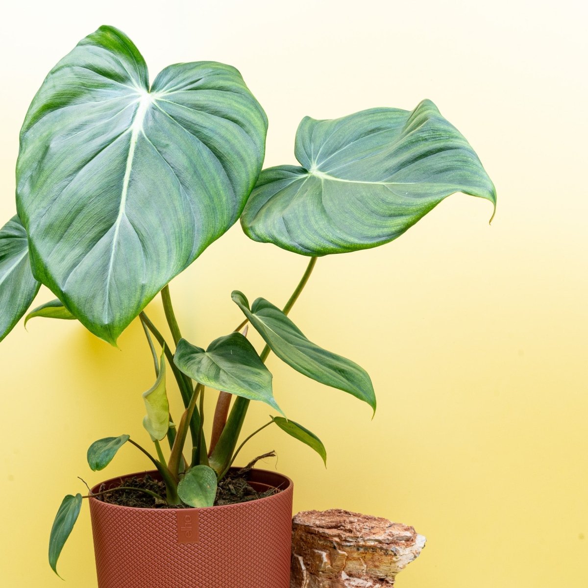 PHILODENDRON PASTAZANUM online bestellen bei potflourri