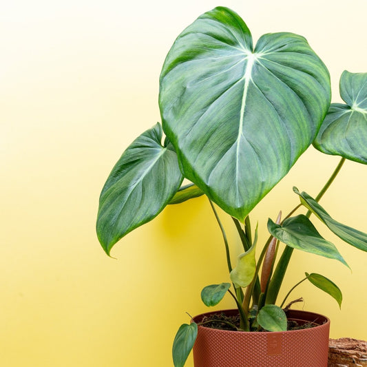 PHILODENDRON PASTAZANUM online bestellen bei potflourri