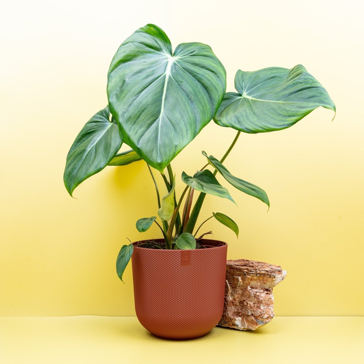 PHILODENDRON PASTAZANUM online kaufen bei potflourri