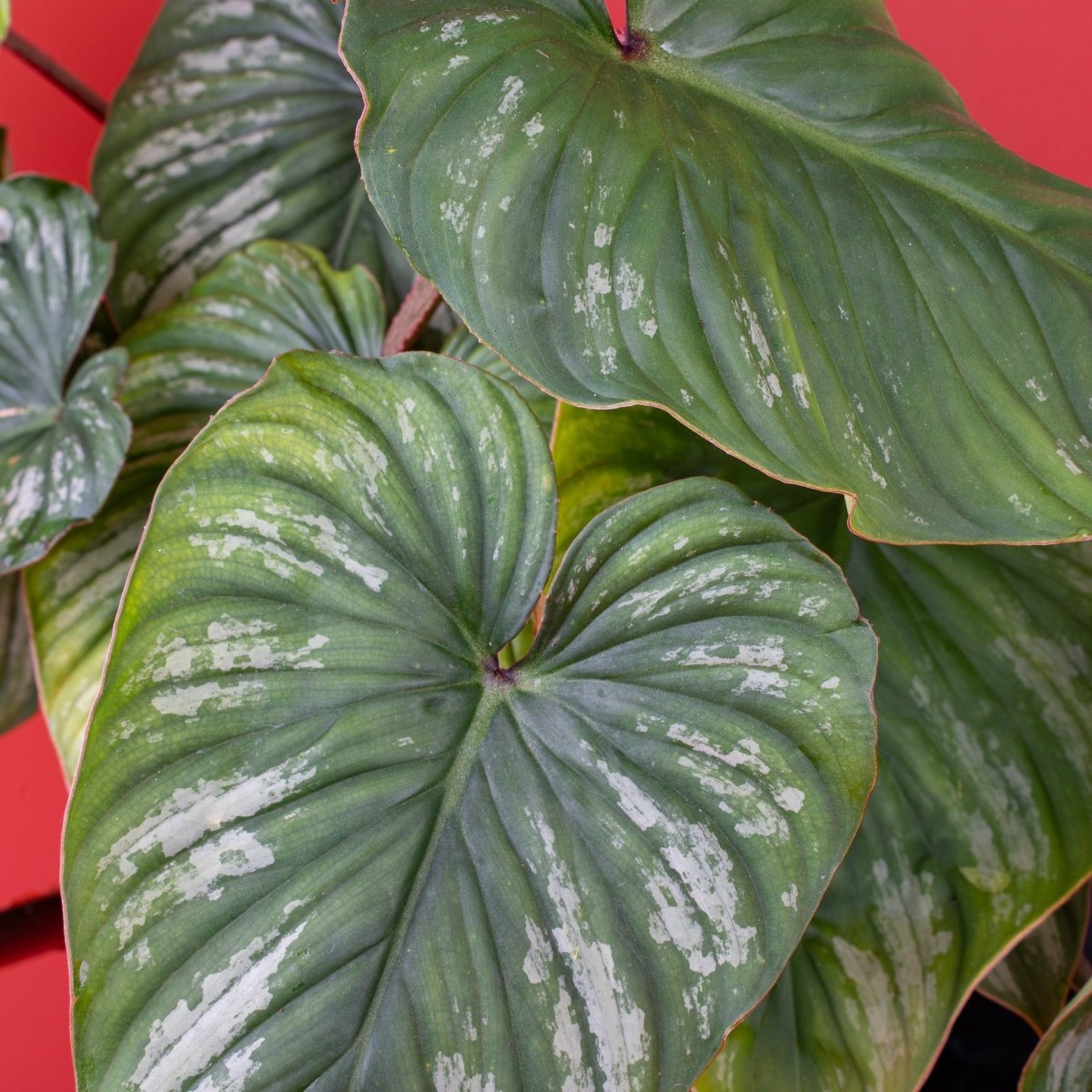 PHILODENDRON PLOWMANII online bestellen bei potflourri