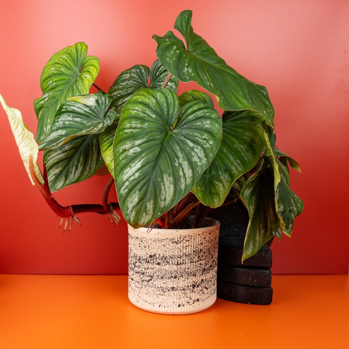 PHILODENDRON PLOWMANII online kaufen bei potflourri