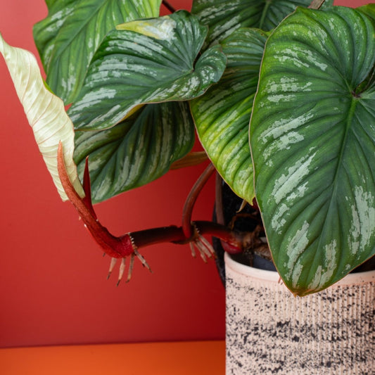 PHILODENDRON PLOWMANII online bestellen bei potflourri