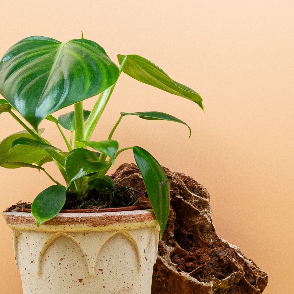 PHILODENDRON PTTIERI online bestellen bei potflourri