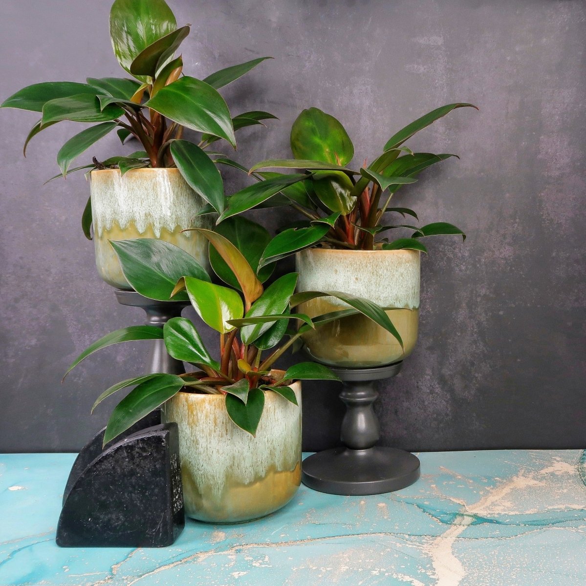 PHILODENDRON RED CONGO online bestellen bei potflourri