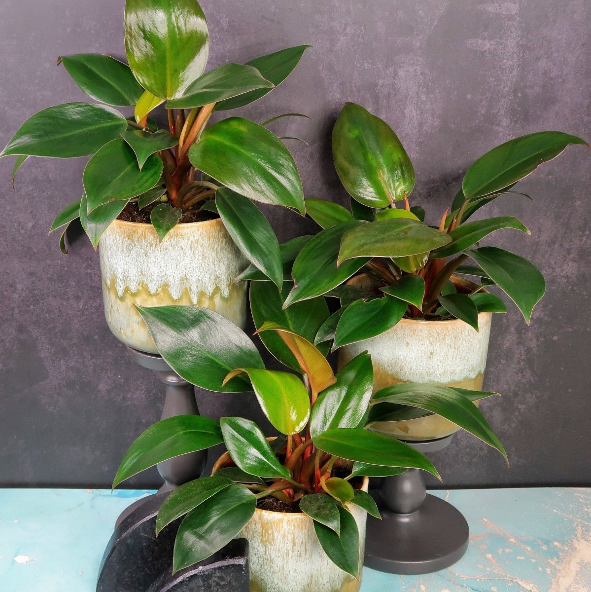 PHILODENDRON RED CONGO online bestellen bei potflourri