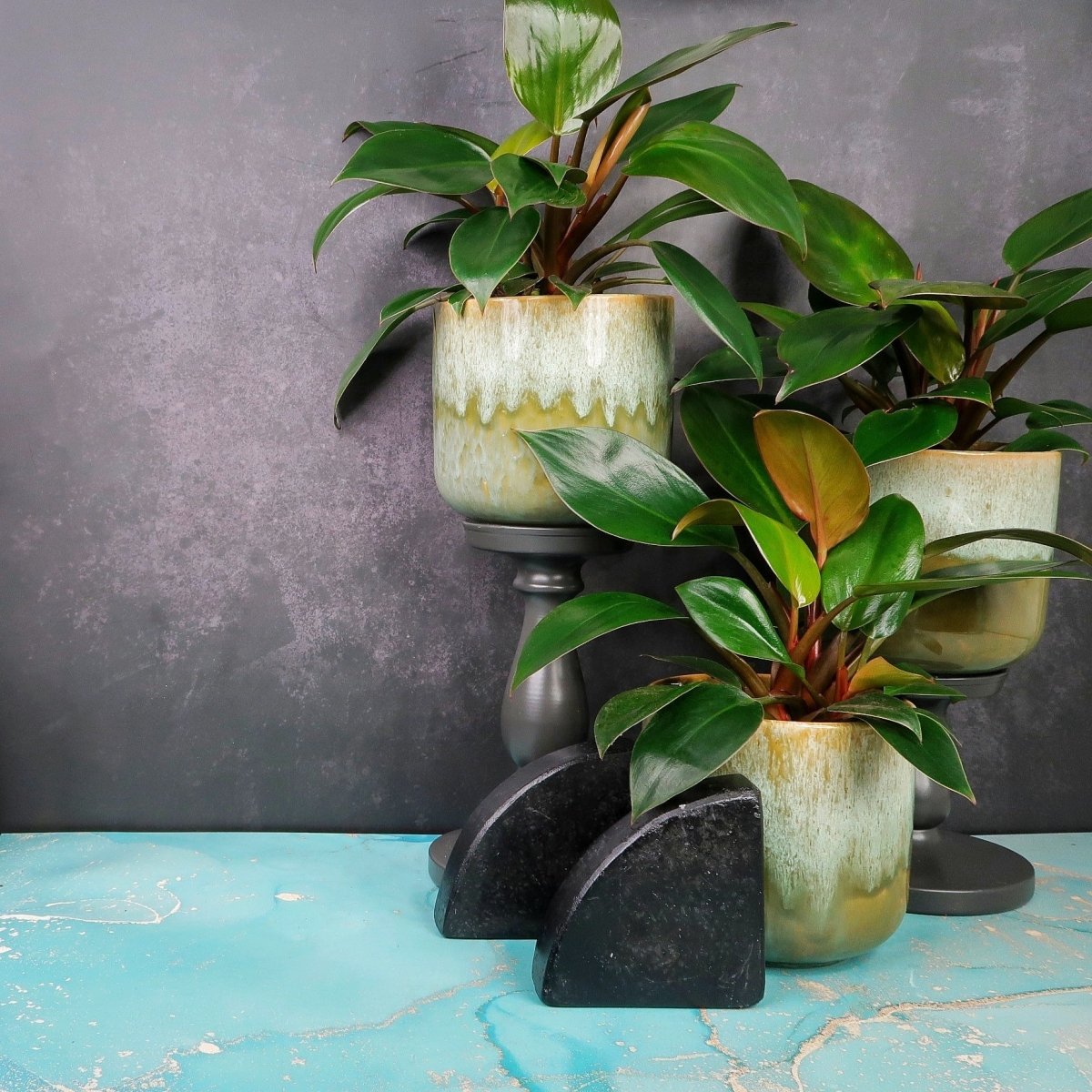 PHILODENDRON RED CONGO online bestellen bei potflourri
