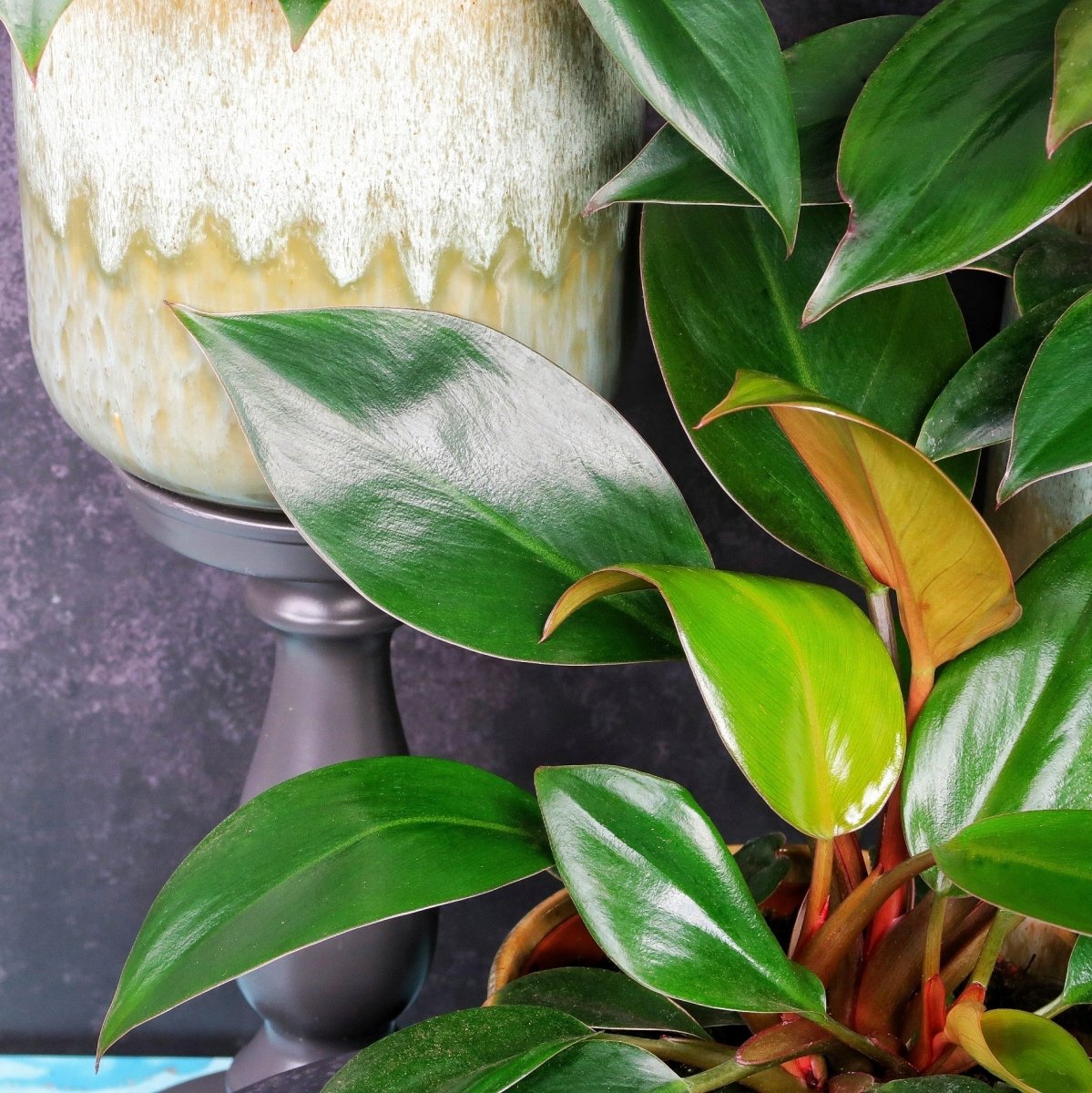 PHILODENDRON RED CONGO online bestellen bei potflourri