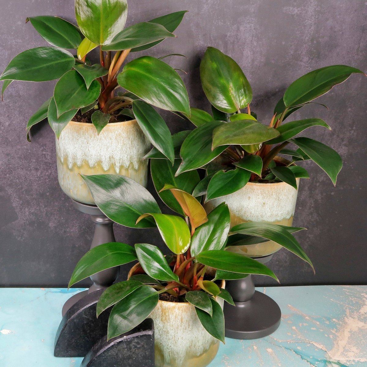 PHILODENDRON RED CONGO online bestellen bei potflourri